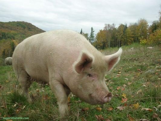 Big Pig on Sugar Mountain Pasture