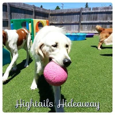 Hightails Hideaway, a Positive Approach to Dog Care! :)