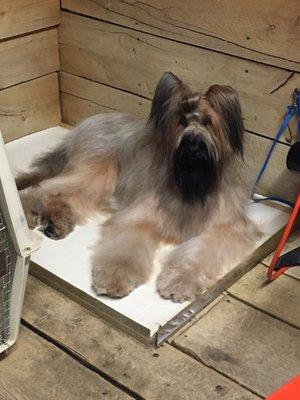 Briard