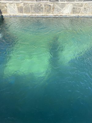 algae filled pool from missing service dates