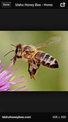 Beautiful honey bees , save them 
Call us , we save and relocate with our owner that's a bee  keeper