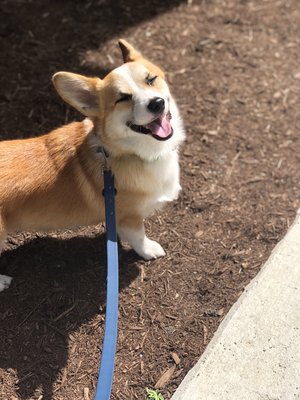 Ollie smiling on his walk!