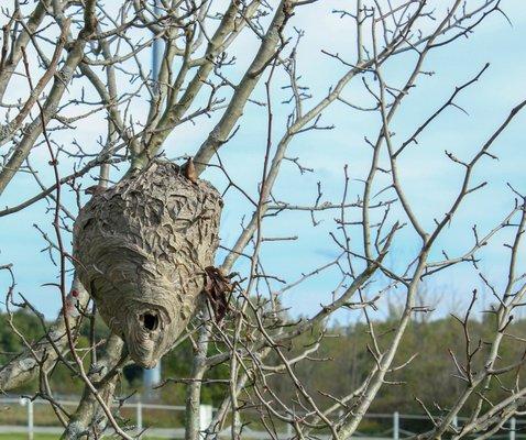 Wasp Nest