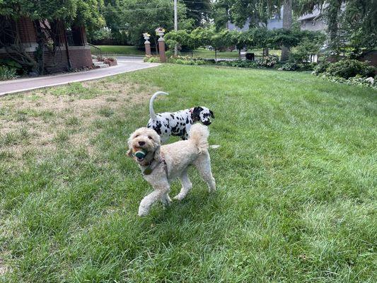 Our dog and their sweet Dalmatian puppy Dancer