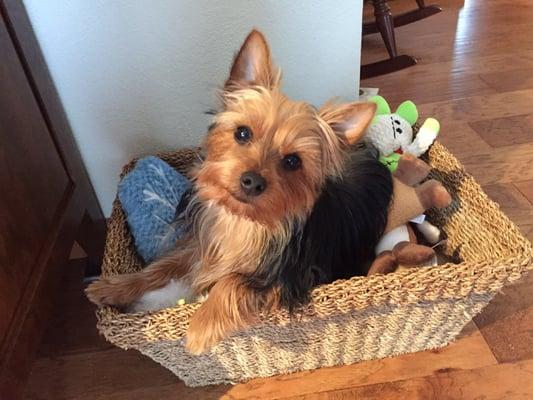 Home from the groomer! Hair She Blows! Awesome!