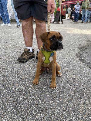 The cutest dog was at the market!  Gunner!