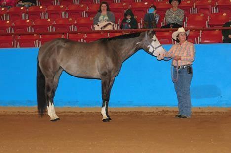 Debra Horn Showing Hustle Lady in Halter Winning 1st Place