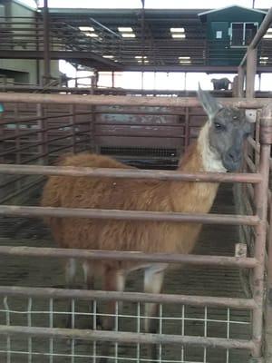 Llamas, Alpacas, Emus, even water buffalo are sold on Friday.