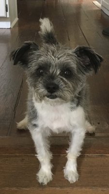 Luigi with his puppy cut.  Thank you, Maureen!