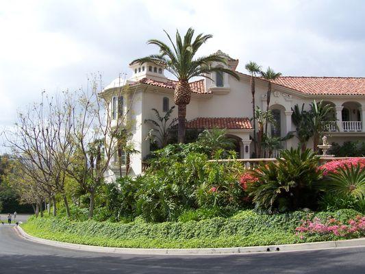 Palm Tree Maintenance Service in VIlla Park