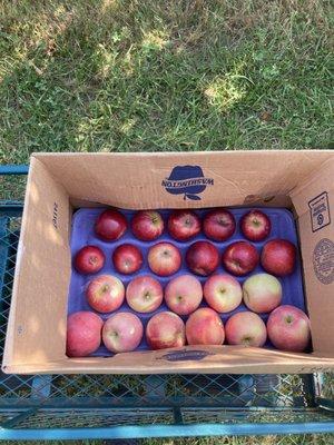 My pick's of Apples! (Jonathan's & Fuji Apples)