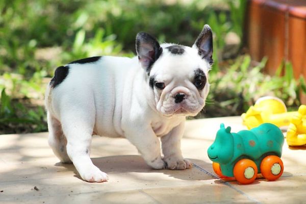 Playful, loyal, and oh-so-French! Bulldog puppy for sale - ready to capture your heart."