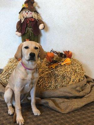 This is Sabrina, she is Dr. Lukaszek's 7th Seeing Eye Puppy she has trained (as of 2019).