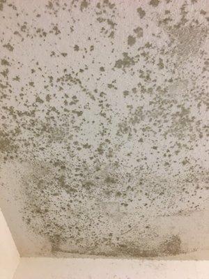 Mold growth on ceiling