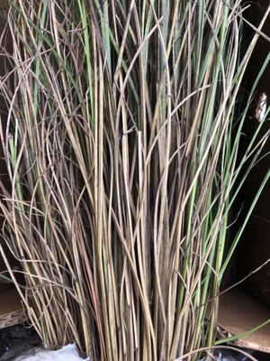 Just received Miscanthus. Sad....