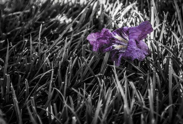 A beautiful black and white photo with some purple highlight that makes this perfect.