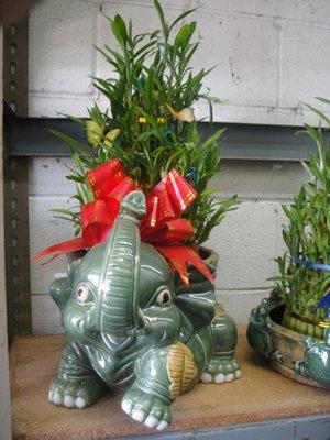 Water Bamboo and Elephant Pot