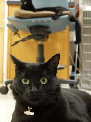 Doc and Poe, our hospital kitties