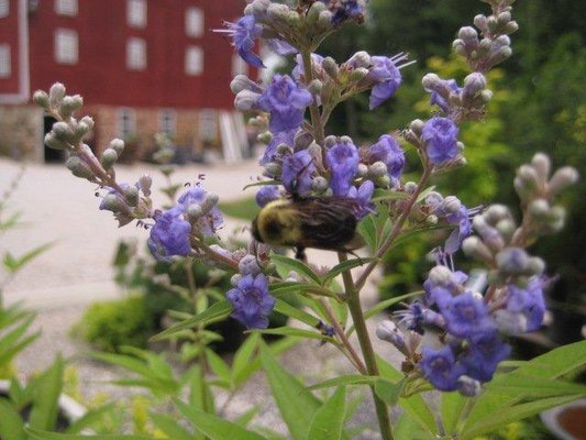 Flowering shrubs