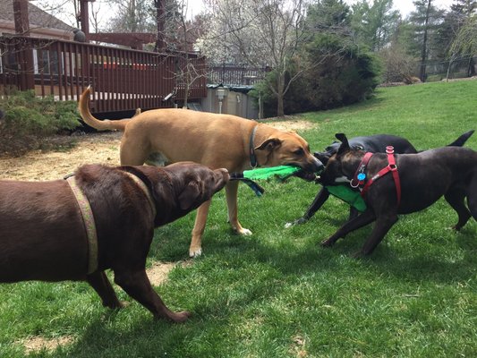 Play date.... tug of war