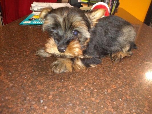 Yorkiepoo female available now! Jan 19 2020