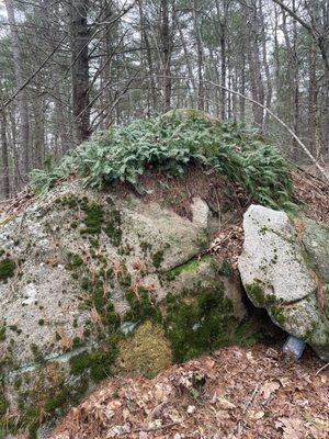 A large glacial boulder with a crown of ferns