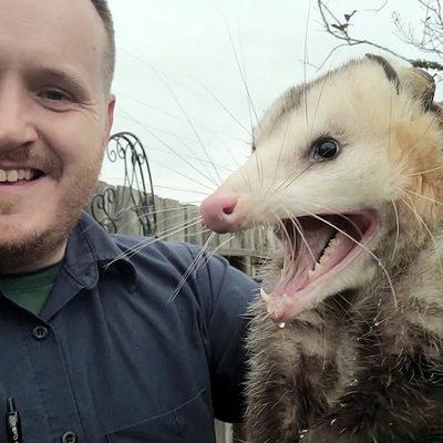 Opossum trapping and removal from attic