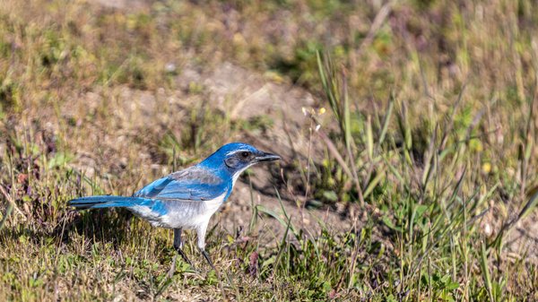 Monterey Bay Coastal Trail