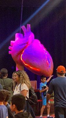 Beating heart exhibit