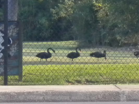 BLACK SWANS were marching across the grounds of the Hattiesburg Zoo.