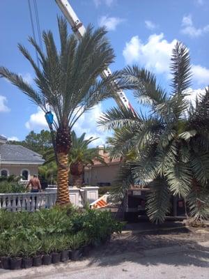 Installation of Medjool and Canary Island Date Palms in Palm Harbor, Florida