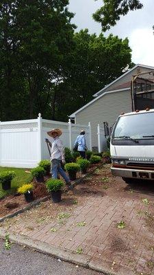 Removing old bushes and doing a new planting