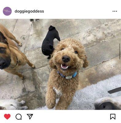 All smiles at Doggie Goddess!