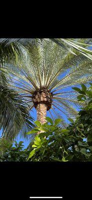 Coconut Trimmers & Garden