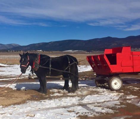 Year-round Horseback Riding in the Beautiful Carson National Forest as well as Wagon and Sleigh Rides.