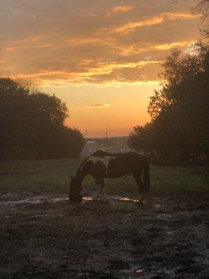 Phoenix in the sunrise