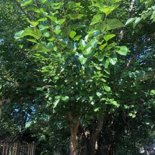 Church's Tree Service. Honest, reliable, licensed, and insured! We are Alabama's finest! Give us a call and mention Yelp for a FREE ESTIMATE