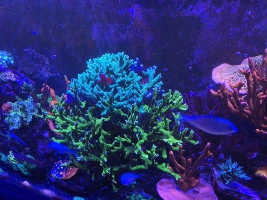 Sps and lps coral heaven !!