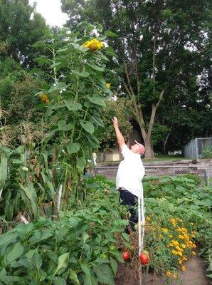 These Sunflowers are reaching for the Heavens and beyond, they are at 16 ft. now! 👍