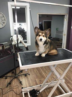 Quill the corgi said run don't walk to get your appointment here at Dogs by Design Pet Salon!