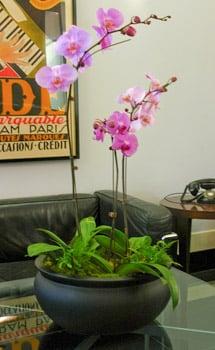 Orchid in lobby