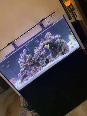 Reef tank.