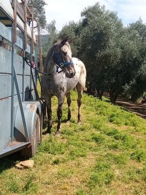 Getting ready to ride.