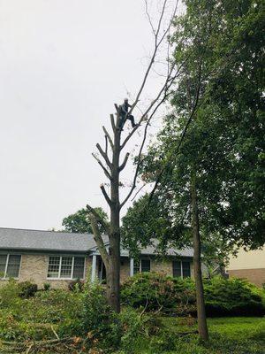 Tree service