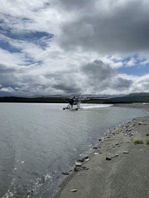 The otter landing at McNeil River