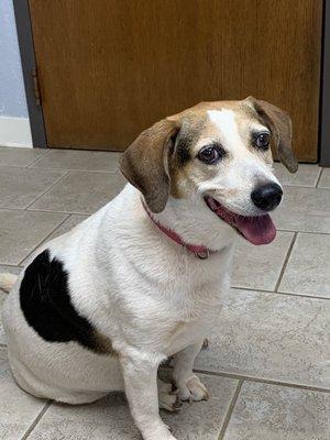 I  Dr. Barger and everyone at Acre View! - Patches, 11 years old and digging her own swimming pool in the backyard.