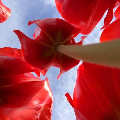 Playing in a field of tulips!