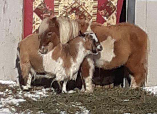 28 year old mini and best goat friend