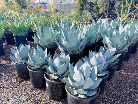 Large agaves