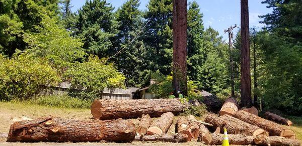 Merchanable timber. Removal of large Redwoods in residential around power pole,wires,and transformer.